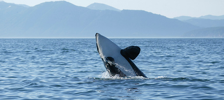 An orca breaching the surface of the ocean